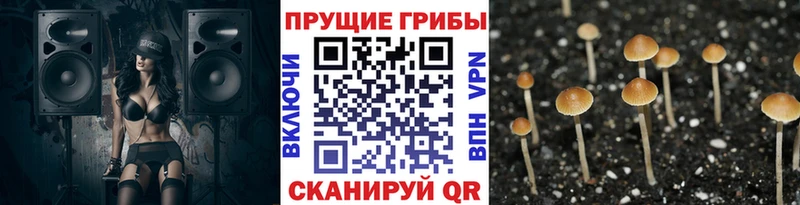 Псилоцибиновые грибы прущие грибы  Георгиевск 
