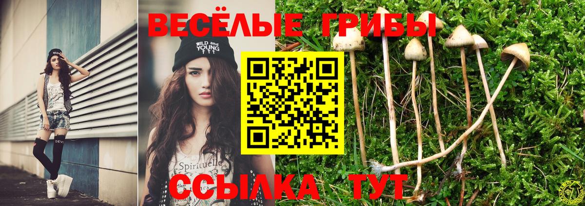 хочу   Галлюциногенные грибы Cubensis  Вход с VPN  Георгиевск 